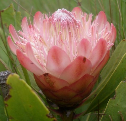 Protea dracomontana perianths spreading, styles escaping